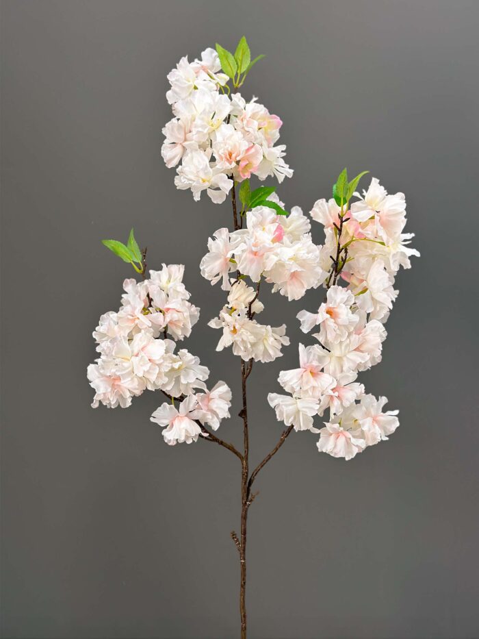 Cherry Blossom 1617-18