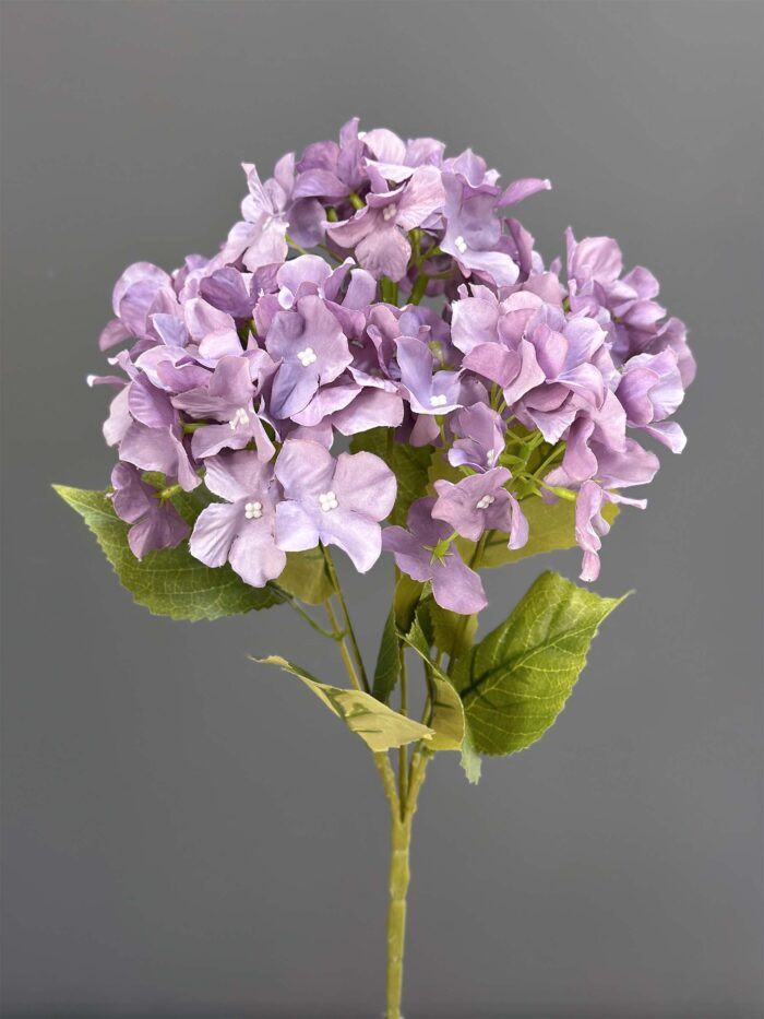 Hydrangea Bunche 1740-32