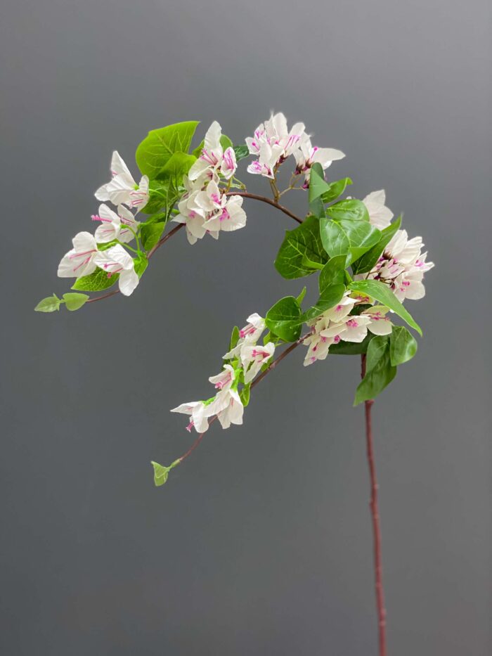Bougainvillea 4086-11