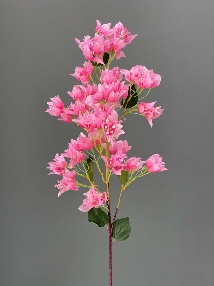 Bougainvilla 4086-14