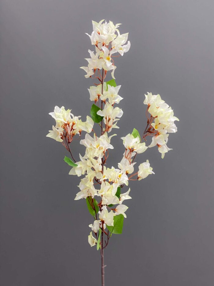 Bougainvillea single 4086-3