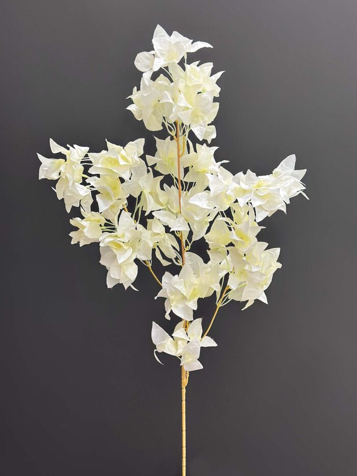 Bougainvilleas 4086-9