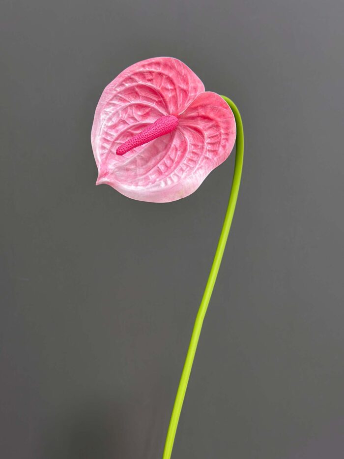 Anthurium single 4500-6