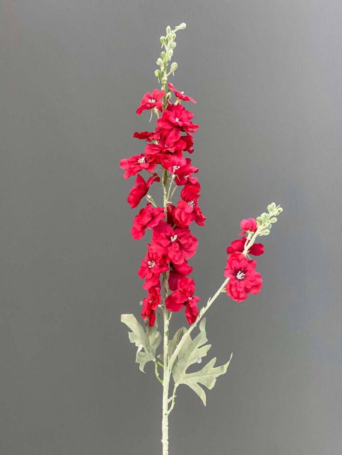 Delphinium single 5644-5