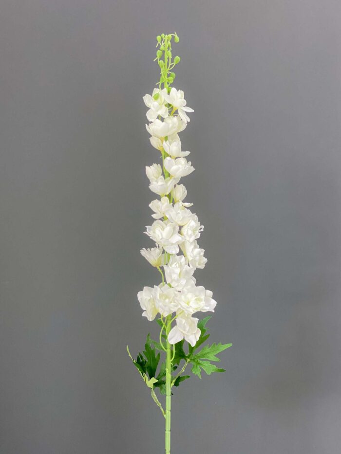 Delphinium single 5644-6