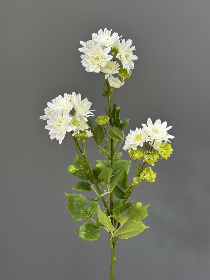 Chrysanthemum 6498-20