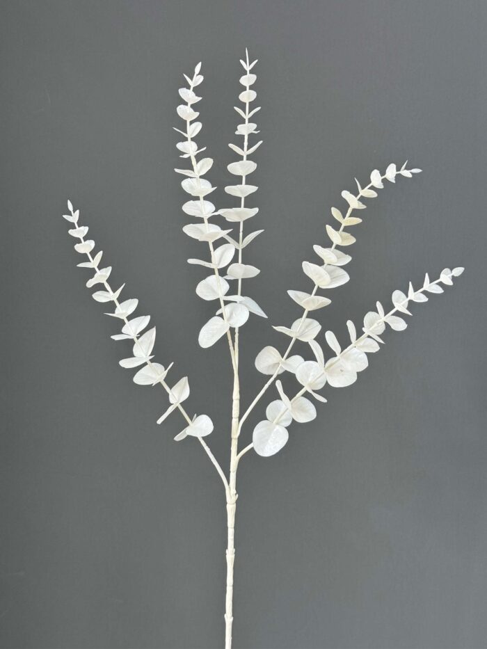 5pcs Eucalyptus 1020-30