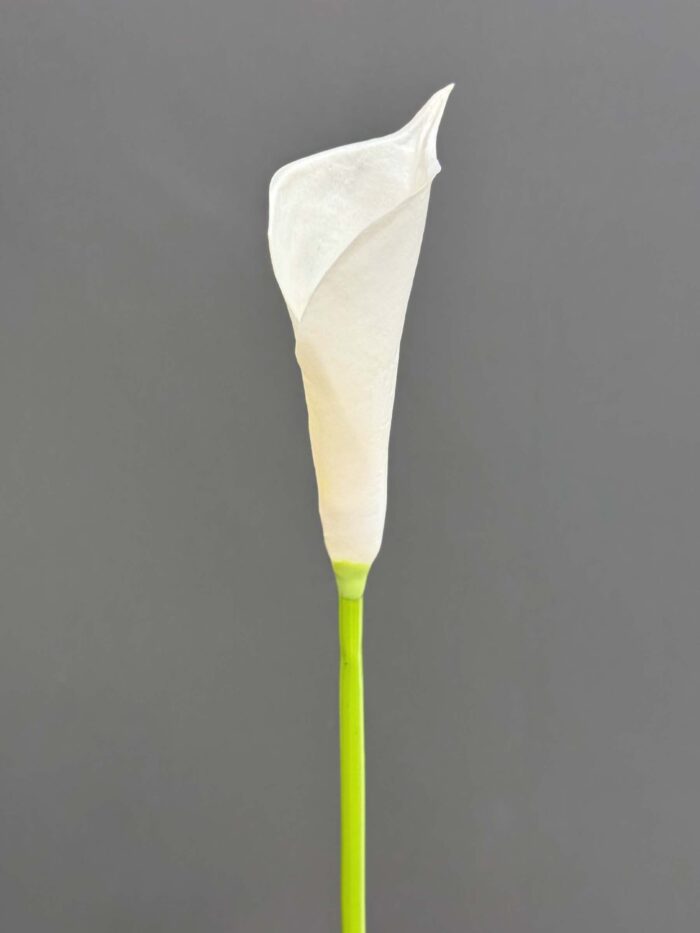 calla single 1145-10