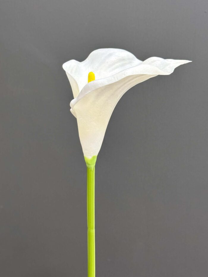 Single calla 1145-13