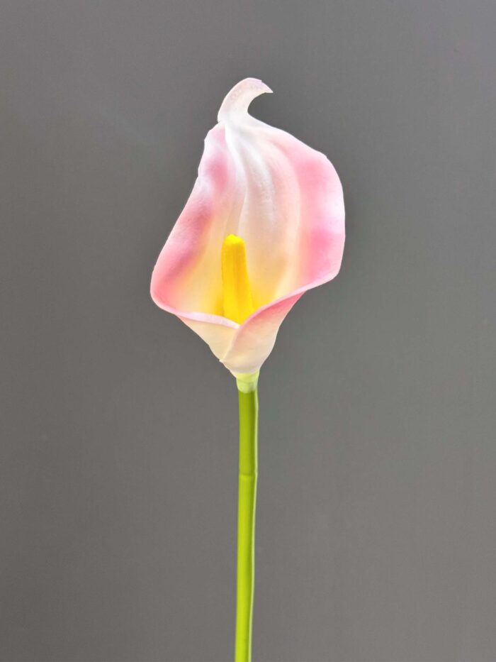 Single calla 1145-14