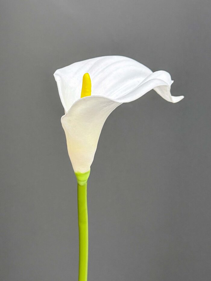 Big calla single 1145-7