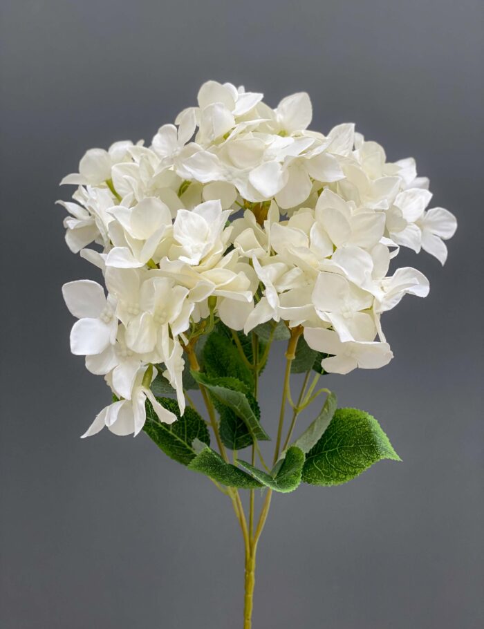 Hydrangea Bunche 1740-31