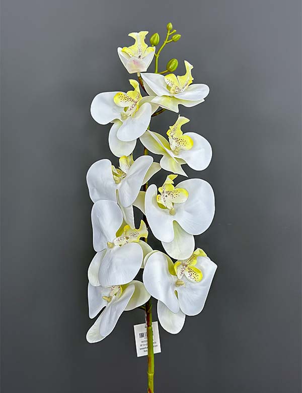9F Orchid 2524-58