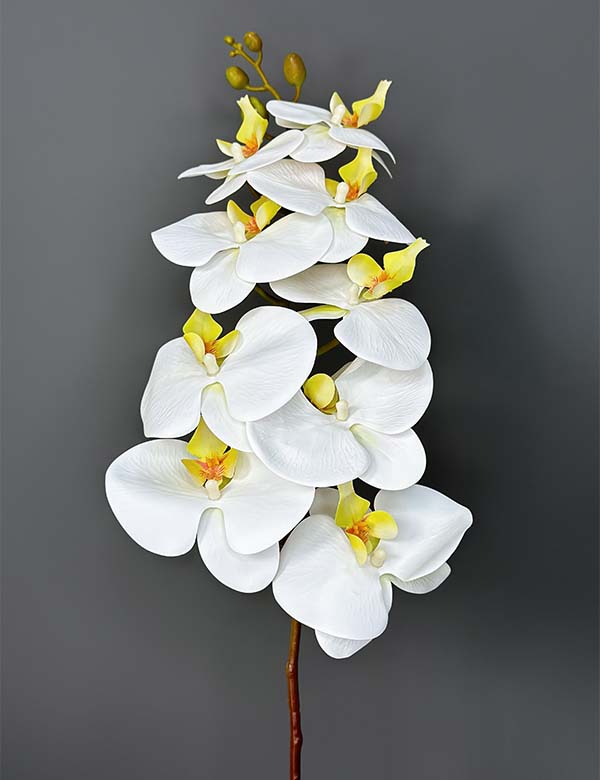 9F single orchid 2524-59