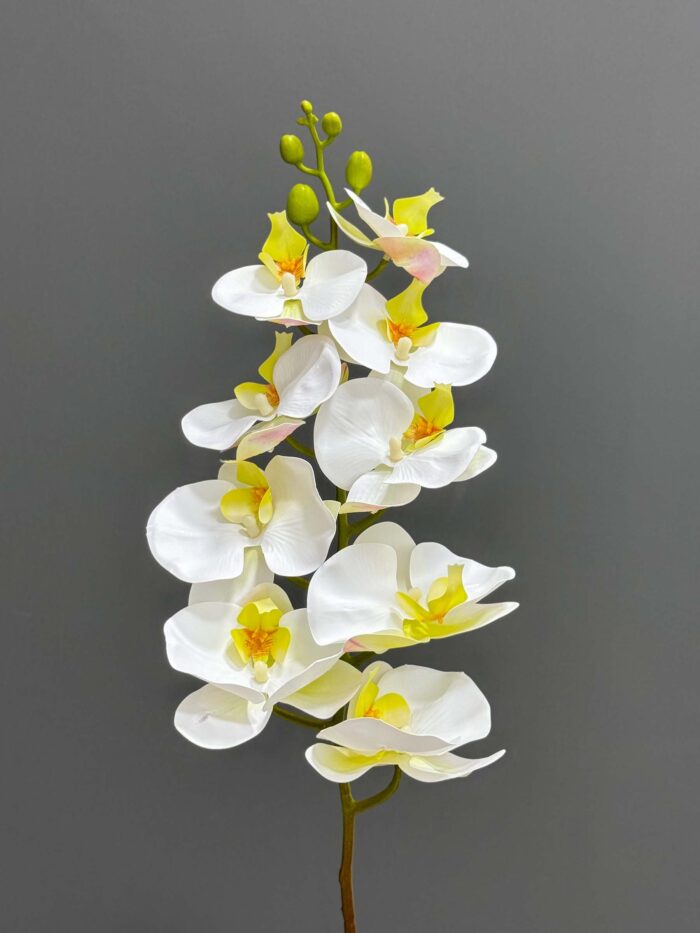 9F single orchid 2524-61