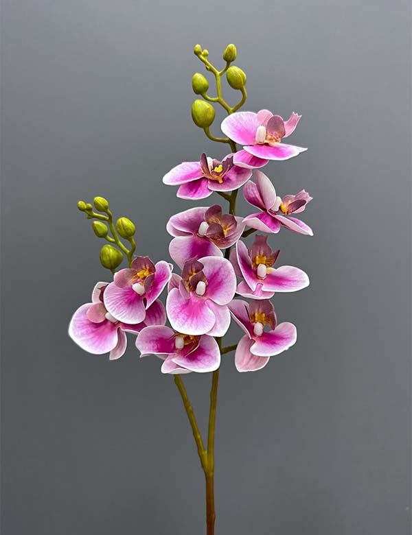 3+7F Orchid single 2524-62