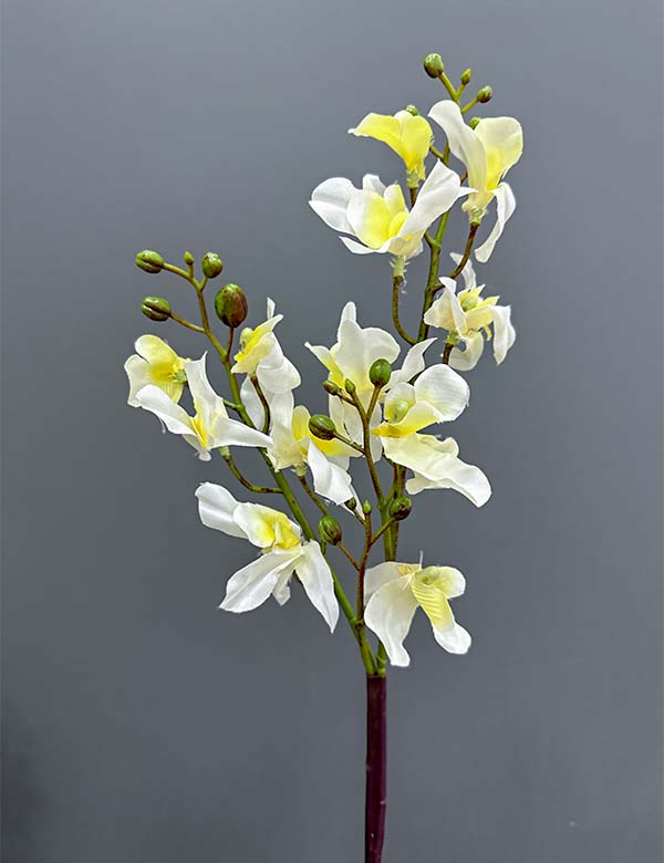 Single orchid 2524-64