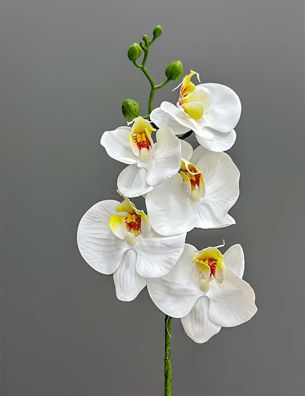 5F single orchid 2524-66