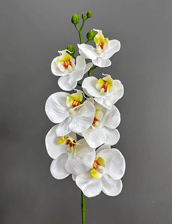 7F single orchid 2524-67