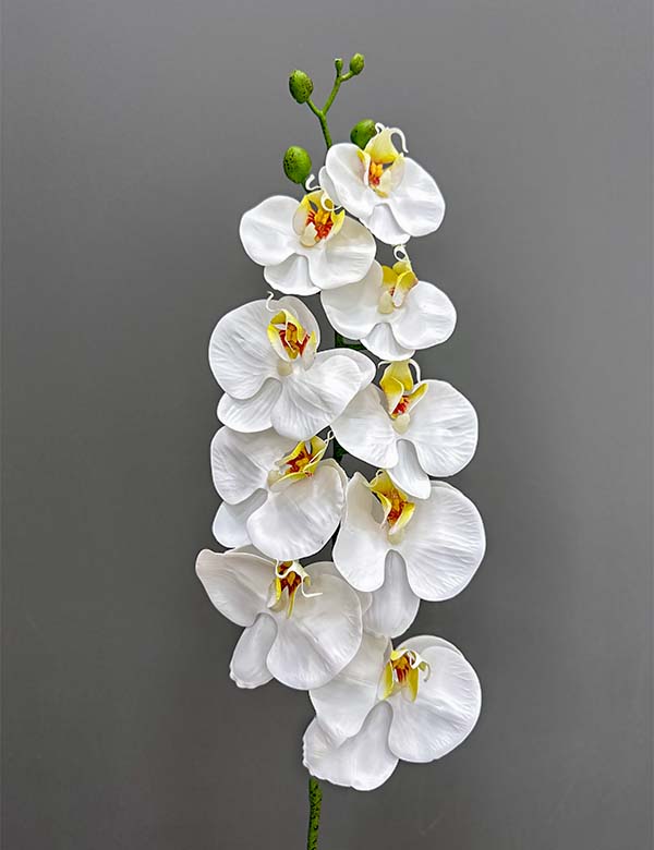 9F single orchid 2524-68