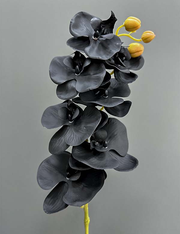 7F single orchid 2524-69