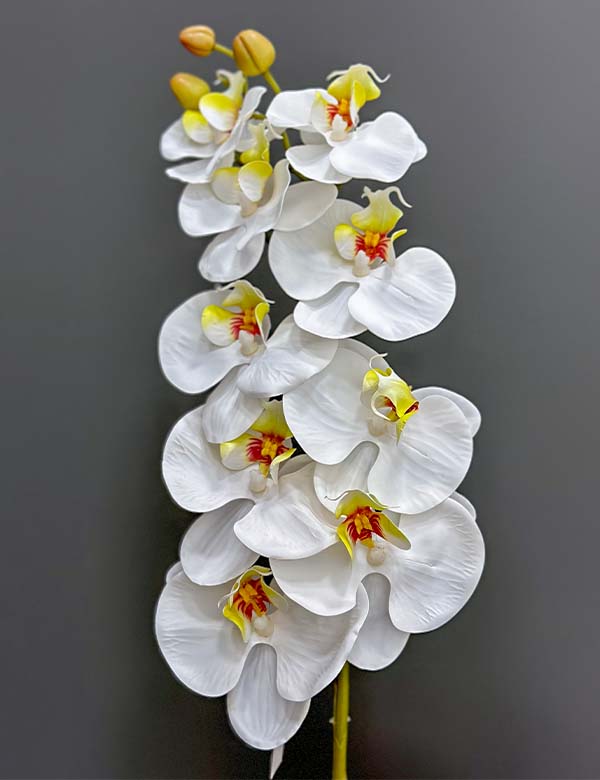 9F single orchid 2524-70