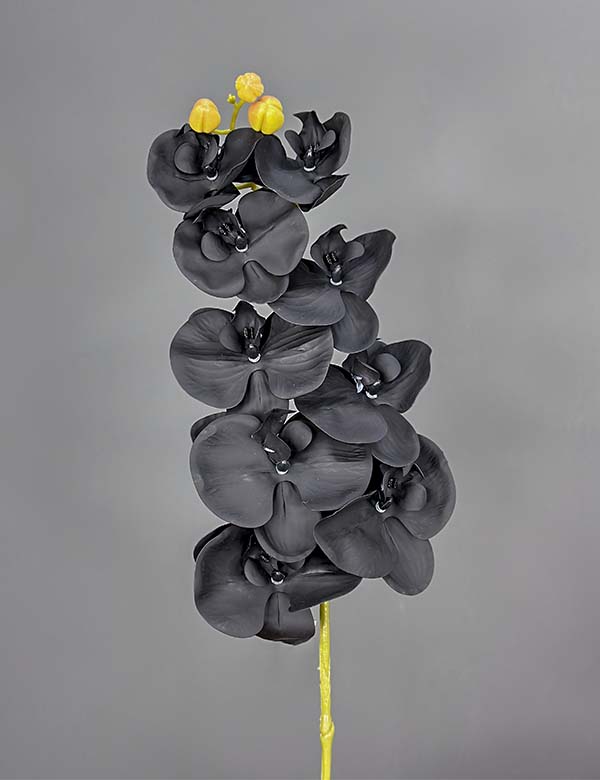 9F single orchid 2524-71