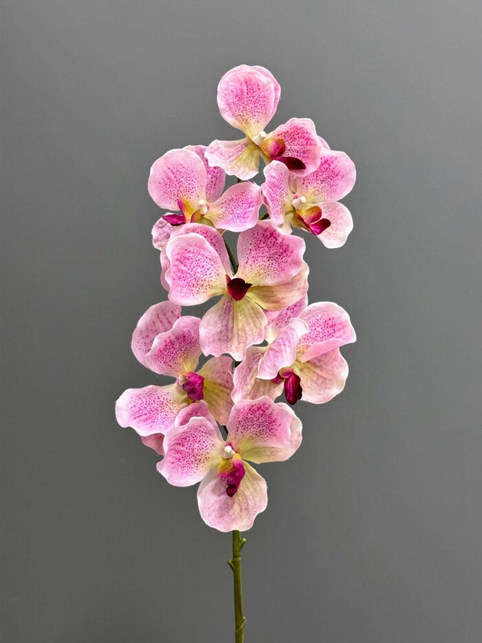 7F single Orchid 2524-73