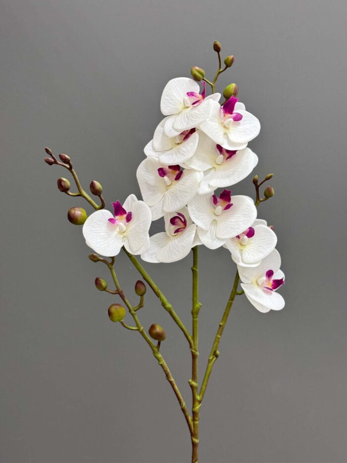 4 branches Orchid 2524-75