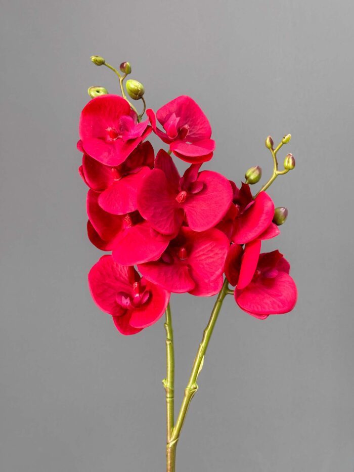 2 branches Orchid 2524-76