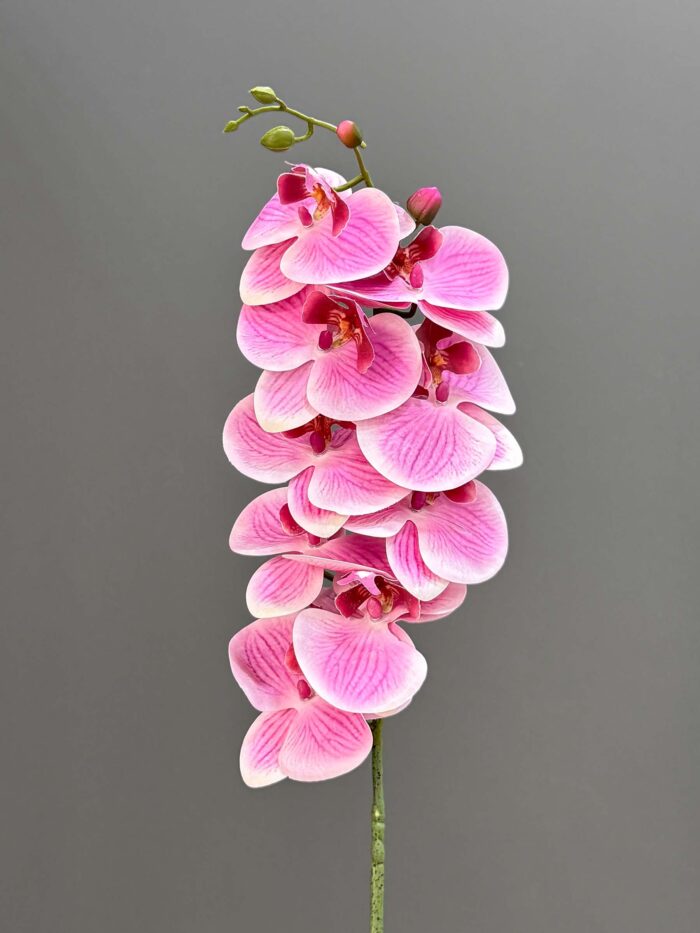 9 Orchid single 2524