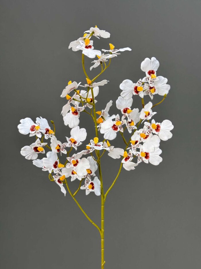 42F Baby Dancing Orchid 4675-11