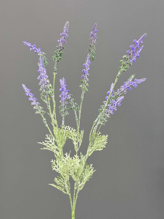 Lavender with foggy 5911-5