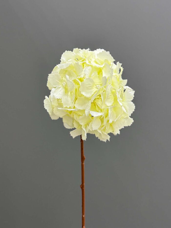 Single hydrangeas 6509-1