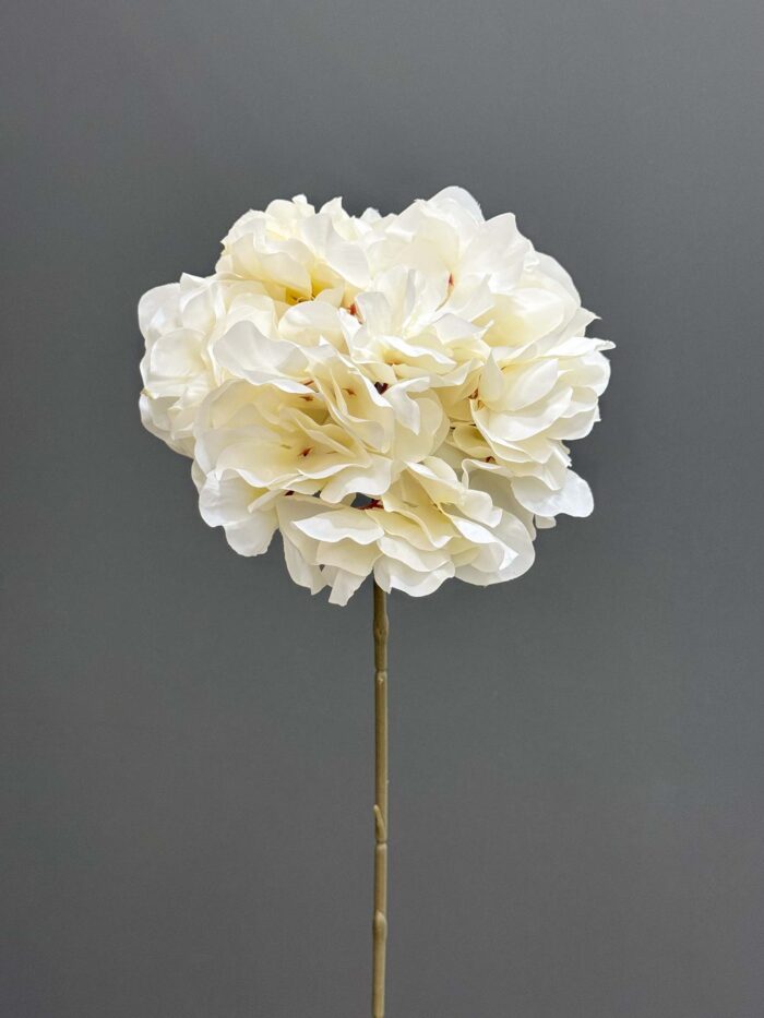 Single Hydrangeas 6509-2