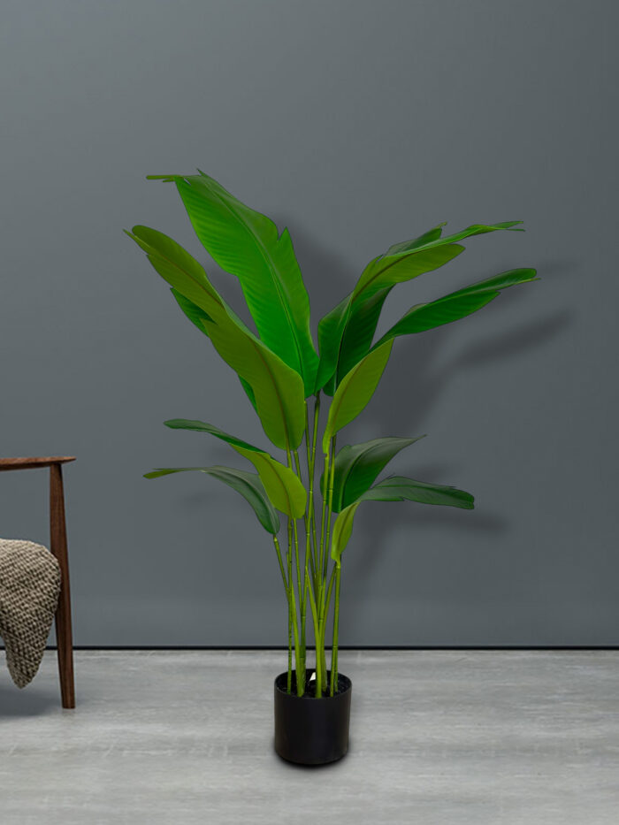 Beauty banana tree 82