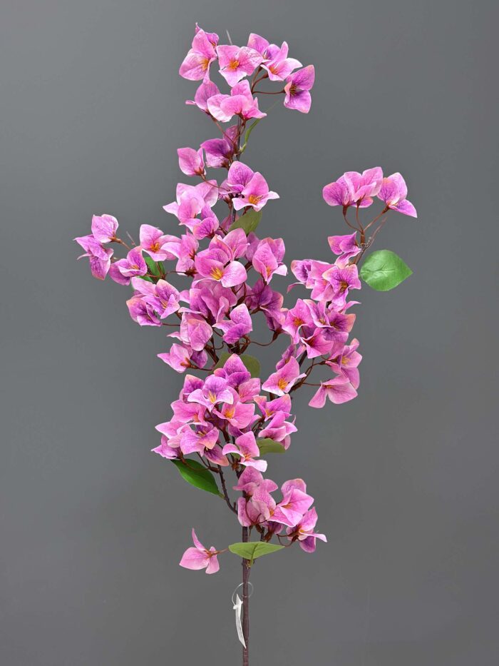 Bougainvillea 4086-19