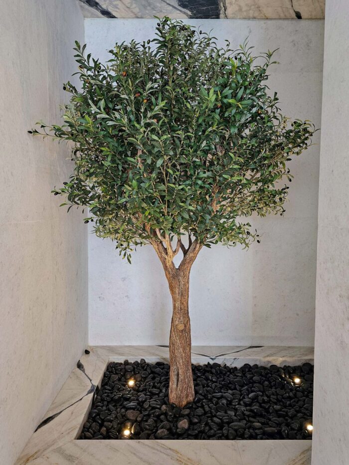 Olive Tree 9268