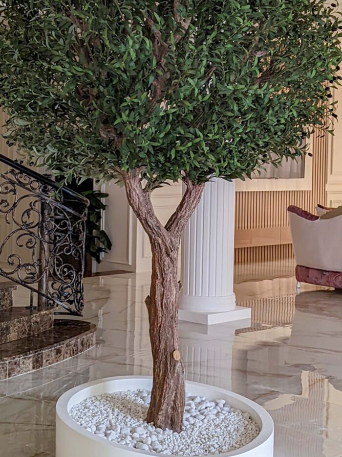 Olive Tree 9274